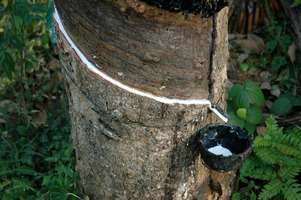 Naturkautschuk an einem Kautschukbaum angeritzt, eine Art Milch, auch Latex genannt, tritt aus und wird aufgefangen